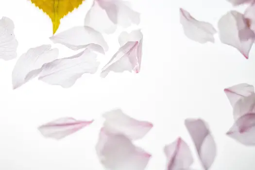 Drag example - flower petals
