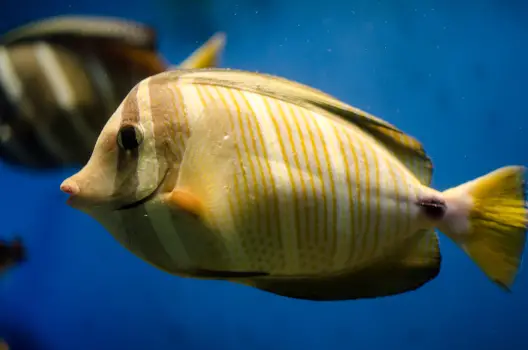 Boyle's law example - deep-sea fish