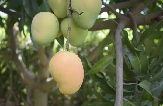 Law Of Conservation Of Energy Example - Mango On Tree Branch