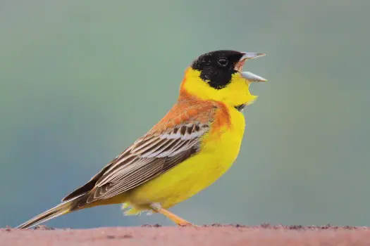 Sound energy example - bird vocalization
